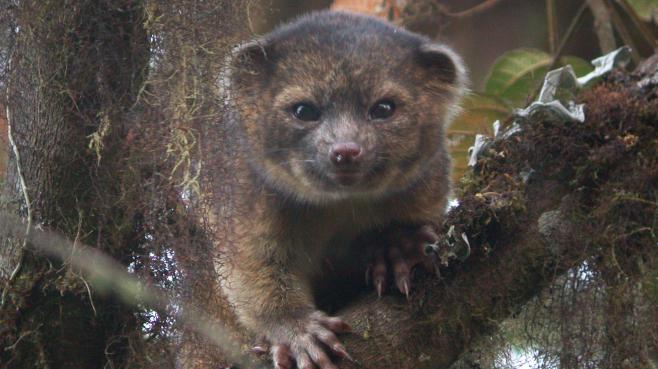 Un olinguito sur une photo non dat&eacute;e, transmise par la Smithsonian Institution de recherche scientifique.