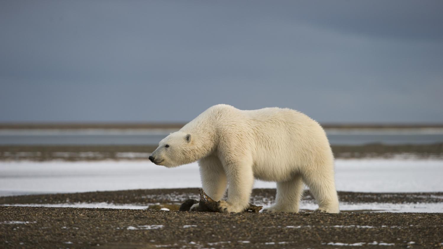 Les P Nis Des Ours Polaires Menac S Par La Pollution De L Arctique