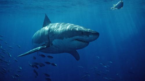 Comment une attaque de requin a sauvé la vie d'un Américain