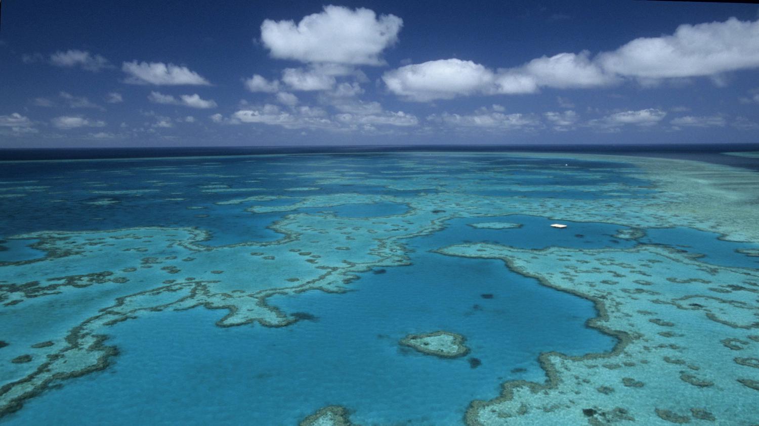 En Direct Du Monde - Australie : Un Immense Récif Corallien Découvert ...