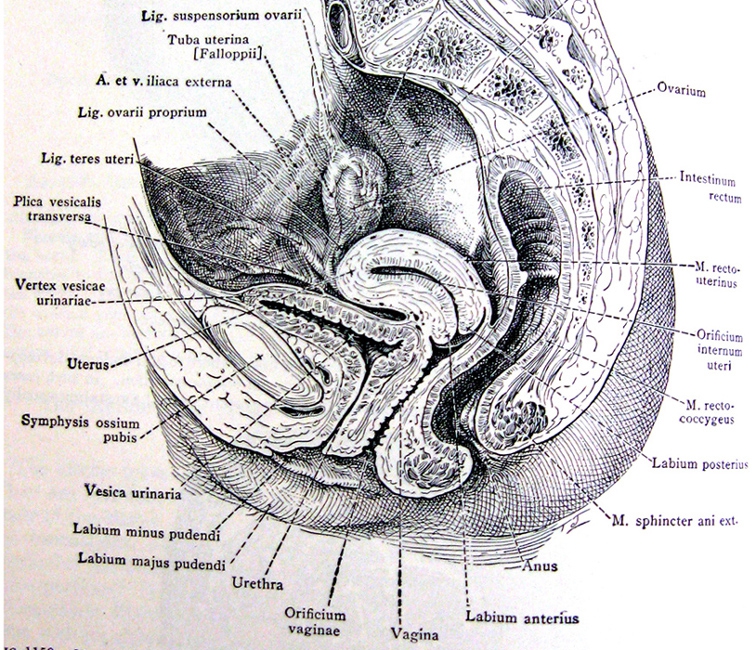 Dans l\'édition de 1948 des traités anatomiques,&nbsp;le clitoris a disparu.