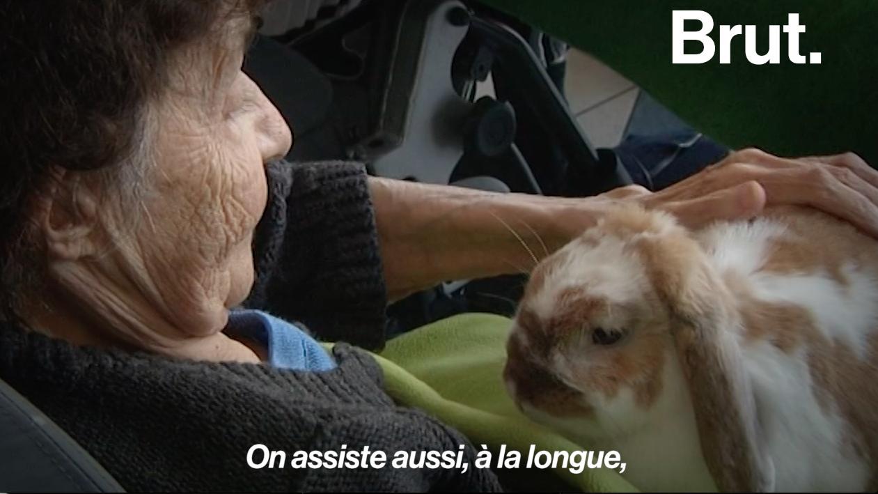 Video Les Animaux S Invitent Dans Les Maisons De Retraite