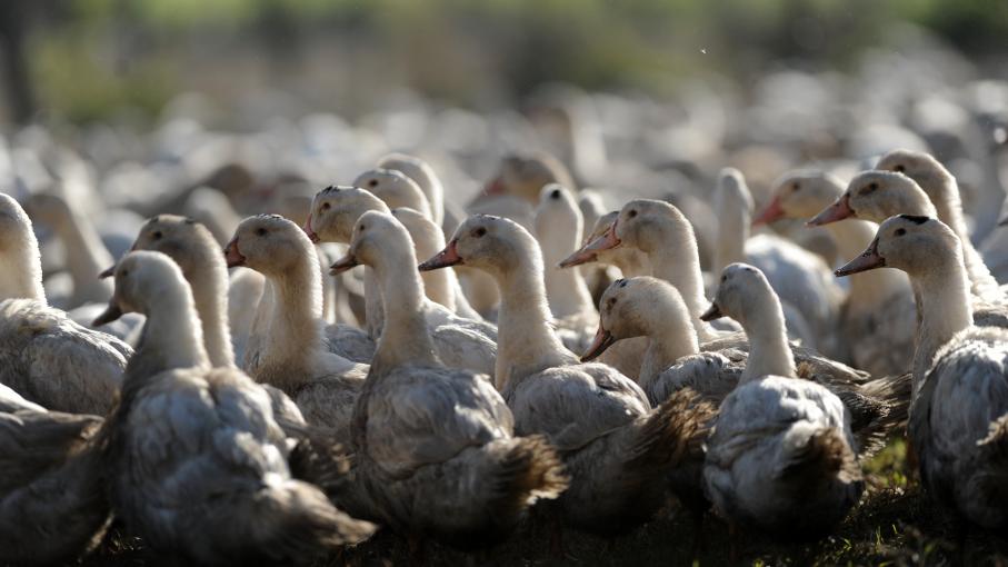 Grippe Aviaire Pid Mie Hors De Contr Le Dans Le Sud Ouest