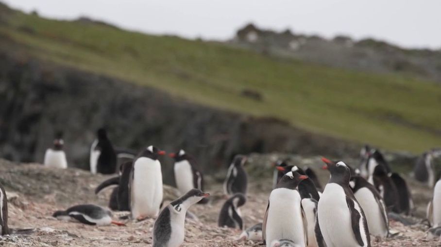 Antarctique La D Couverte De L Le Livingston Avec L Explorateur