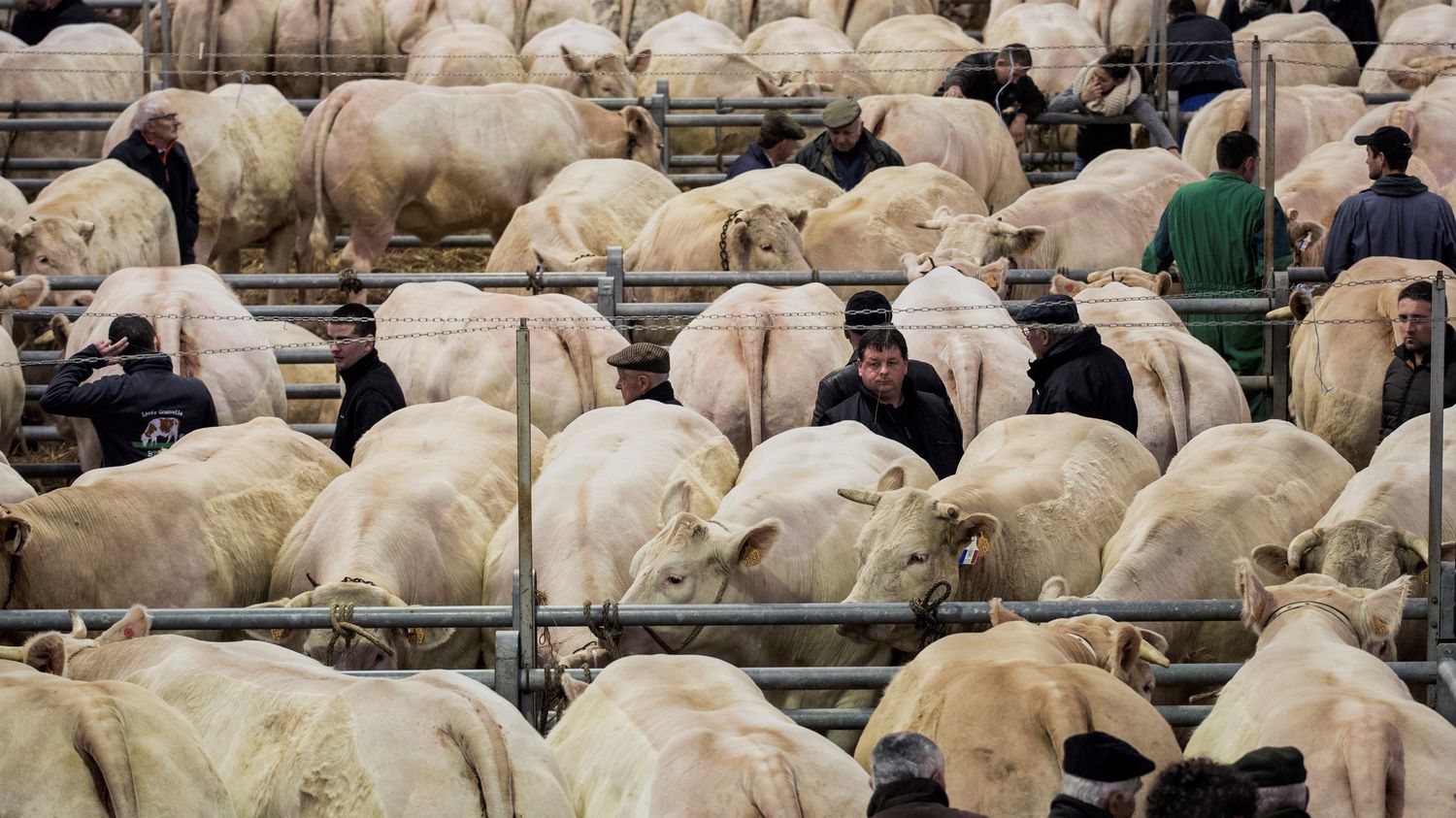 Agriculture Le B Uf Fran Ais Autoris Aux Tats Unis