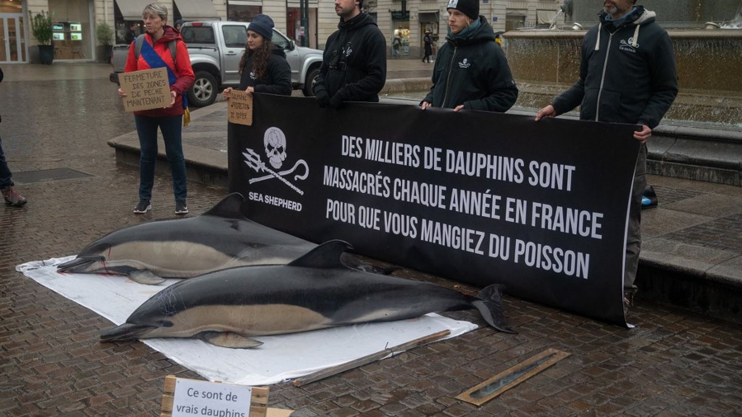 Dauphins échoués sur la côte Atlantique le Conseil d Etat ordonne au