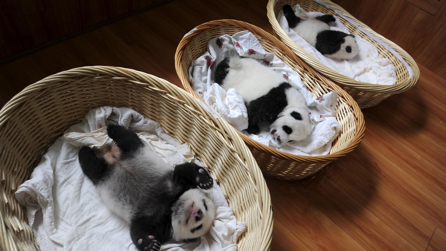 VIDEO Dix bébés pandas géants en deux mois les naissances se multiplient en Chine