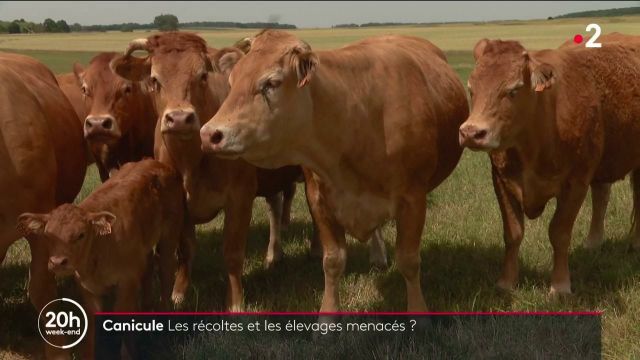 Agriculture les céréales et les élevages bovins touchés par la canicule