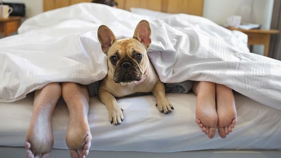 Journée du sommeil pour bien dormir dormez seul et sans chat ni chien