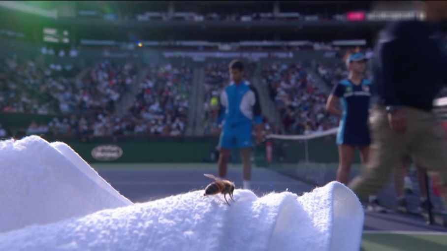 Tennis Des Abeilles Font Interrompre Un Match Du Tournoi D Indian