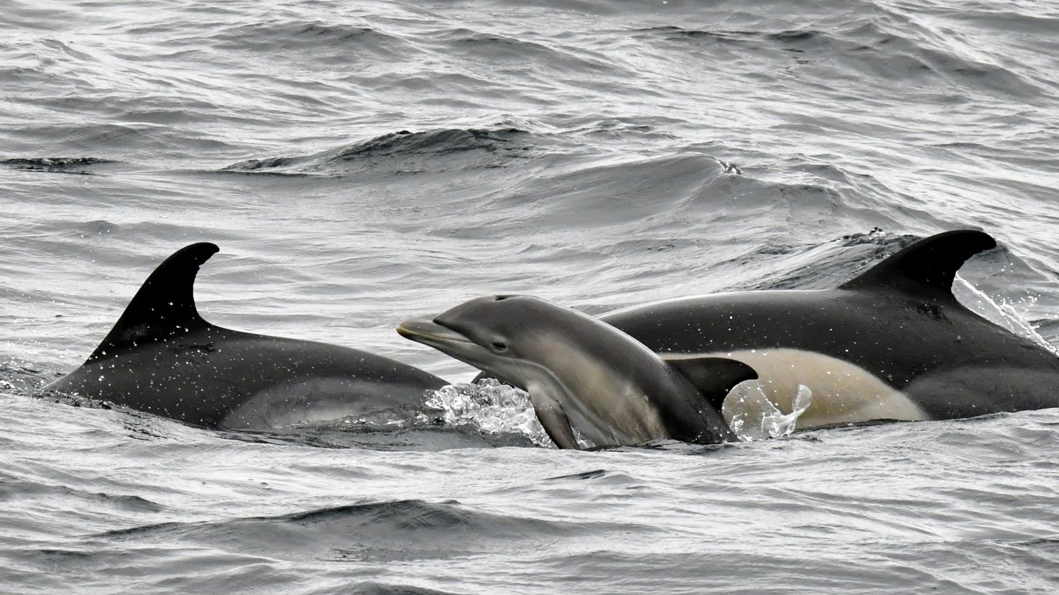 Protection Des Dauphins La N Cessit Du Mois D Interdiction De La