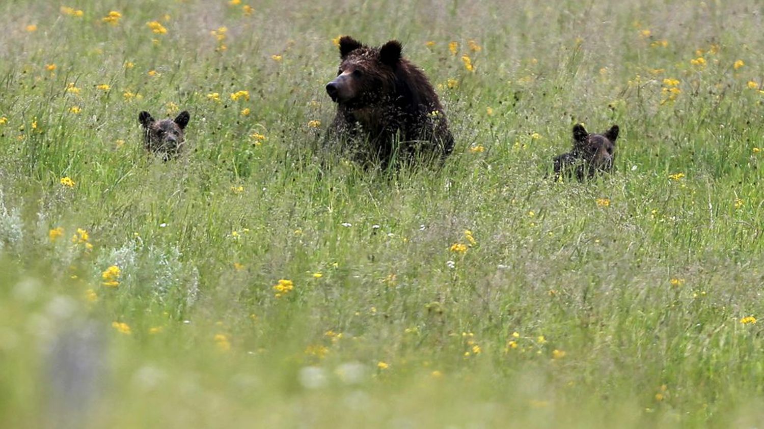 LA PHOTO Etats Unis Les Grizzlis Sont De Retour Dans Le Parc Du