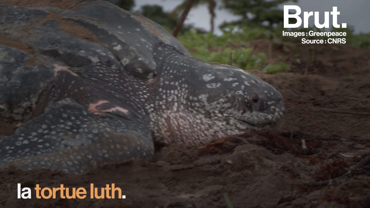 VIDEO En Guyane Le Combat De Scientifiques Pour Sauver La Plus Grosse