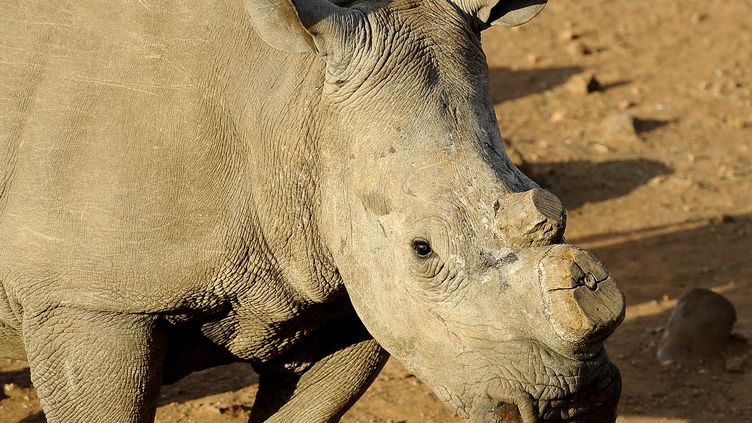 Nouveau record du nombre de rhinocéros braconnés en Afrique du Sud