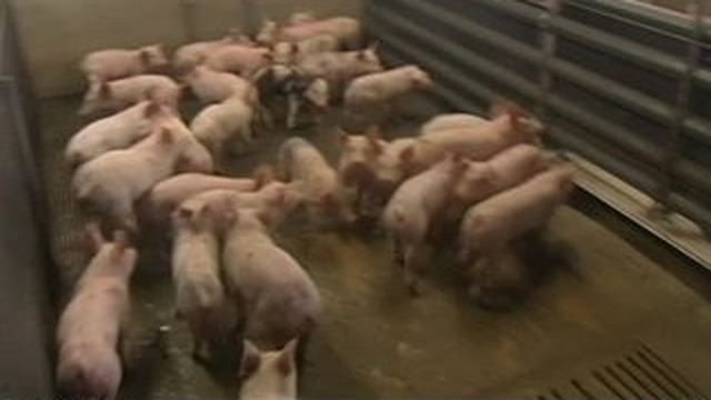 Crise Du Porc La Cotation Va Reprendre En L Absence Des Deux