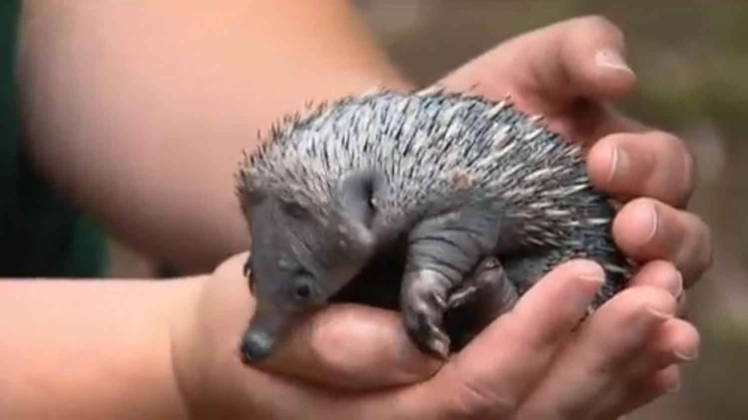 tatou animal france dans un sont nés VIDEO. échidnés Deux australien zoo