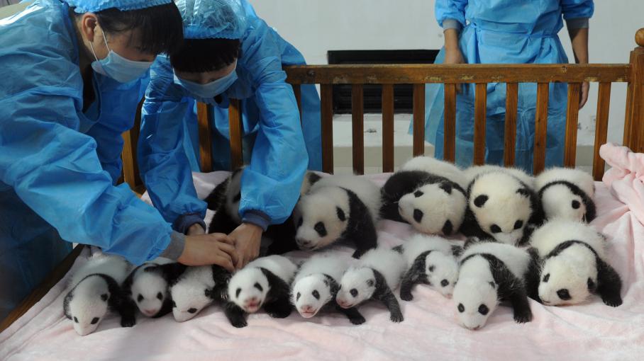 video-naissances-records-de-pandas-g-ants-14-en-chine-et-des-jumeaux-aux-etats-unis