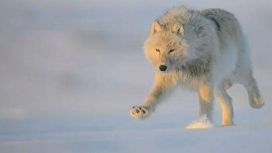 Video Un Photographe Parvient A Approcher Les Loups Blancs Du Grand Nord