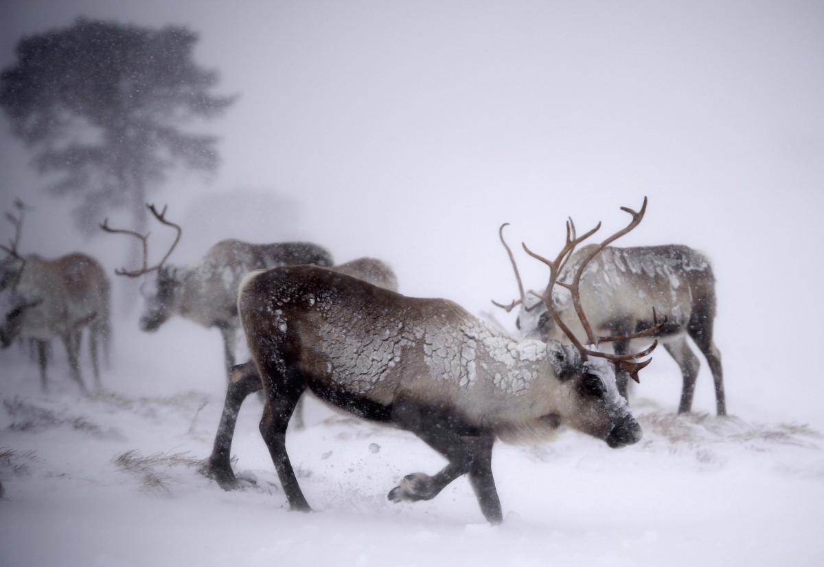 Noël sauvage et féérique avec les rennes en Ecosse