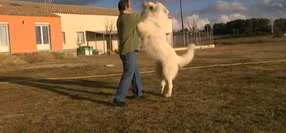 Video Voici Garfield Le Chien Vedette De Belle Et Sébastien