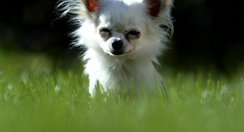 Des Meutes De Chihuahuas Envahissent Un Quartier De Phoenix