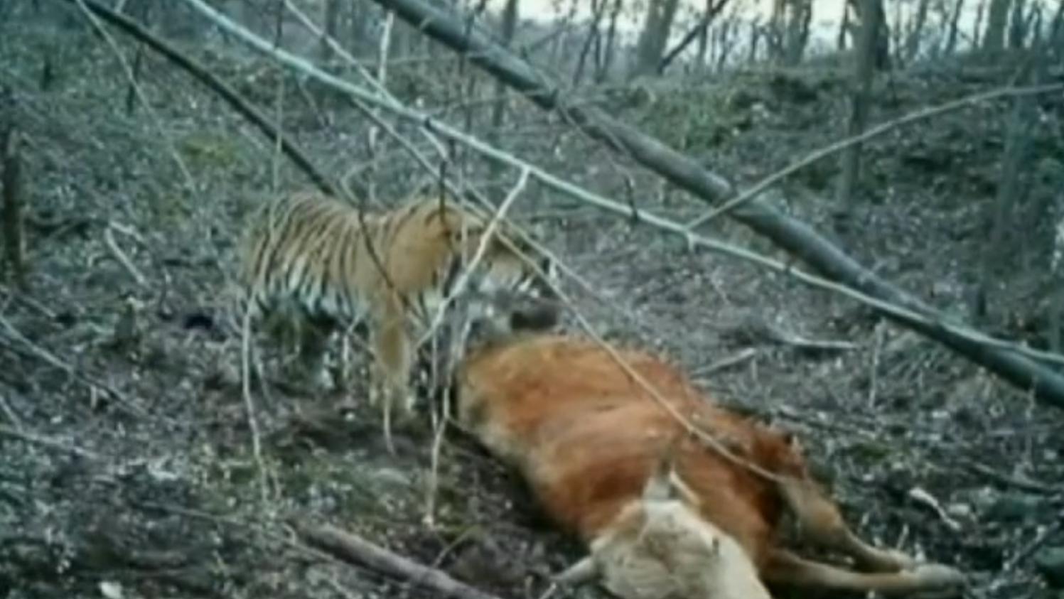 video un enregistrement inédit d un tigre de sibérie en plein repas