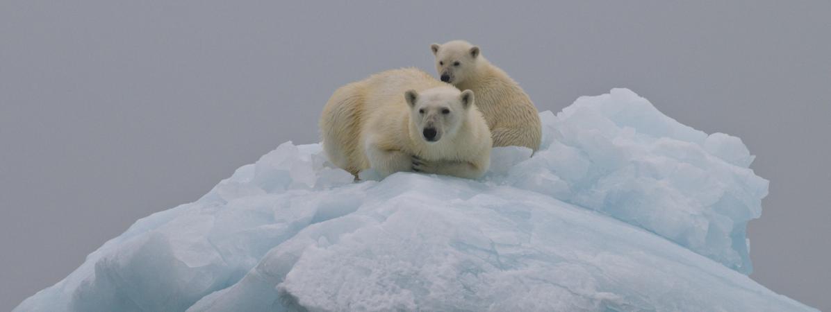 La Sixième Extinction Massive Serait En Cours à Cause De