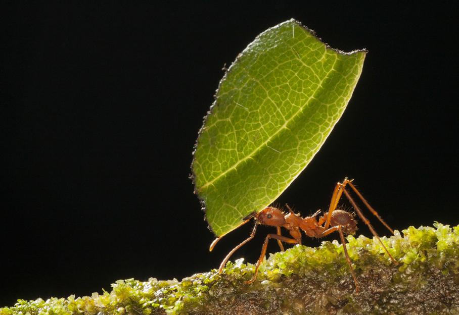 Comment les fourmis ont inventé l'agriculture - ZAPPING SAUVAGE 4715391