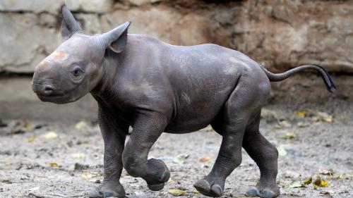 Afrique du Sud : un orphelinat pour prendre soin des bébés rhinocéros