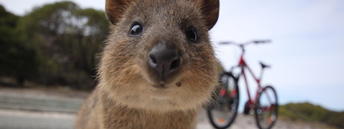 Le Quokka Lanimal Roi Du Selfie En Australie