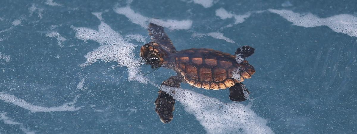 Hérault Naissance Inédite De Tortues Marines - 