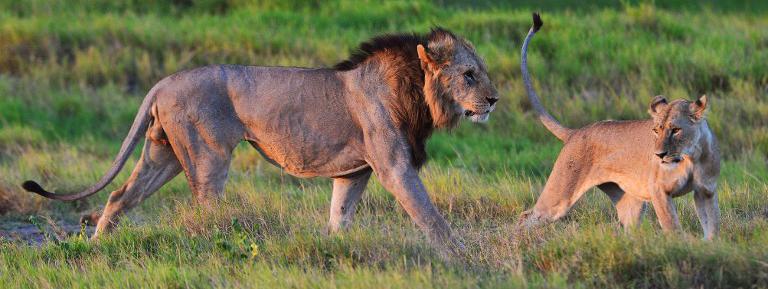 La Moitié Des Lions Dafrique Menacés De Disparition Dici