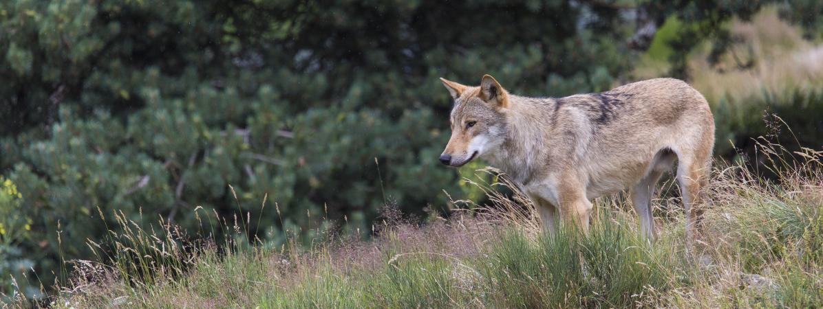 Dordogne était Ce Un Loup Dans Le Poulailler