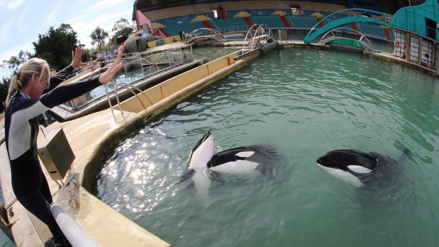 Antibes Marineland Rouvre Ses Portes