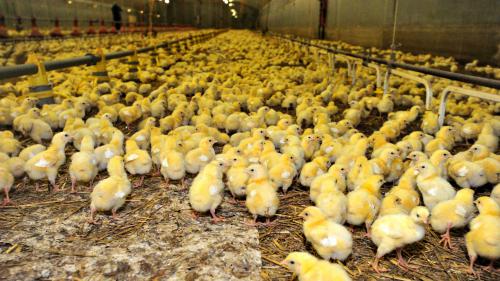 Loi contre le broyage des poussins mâles : 