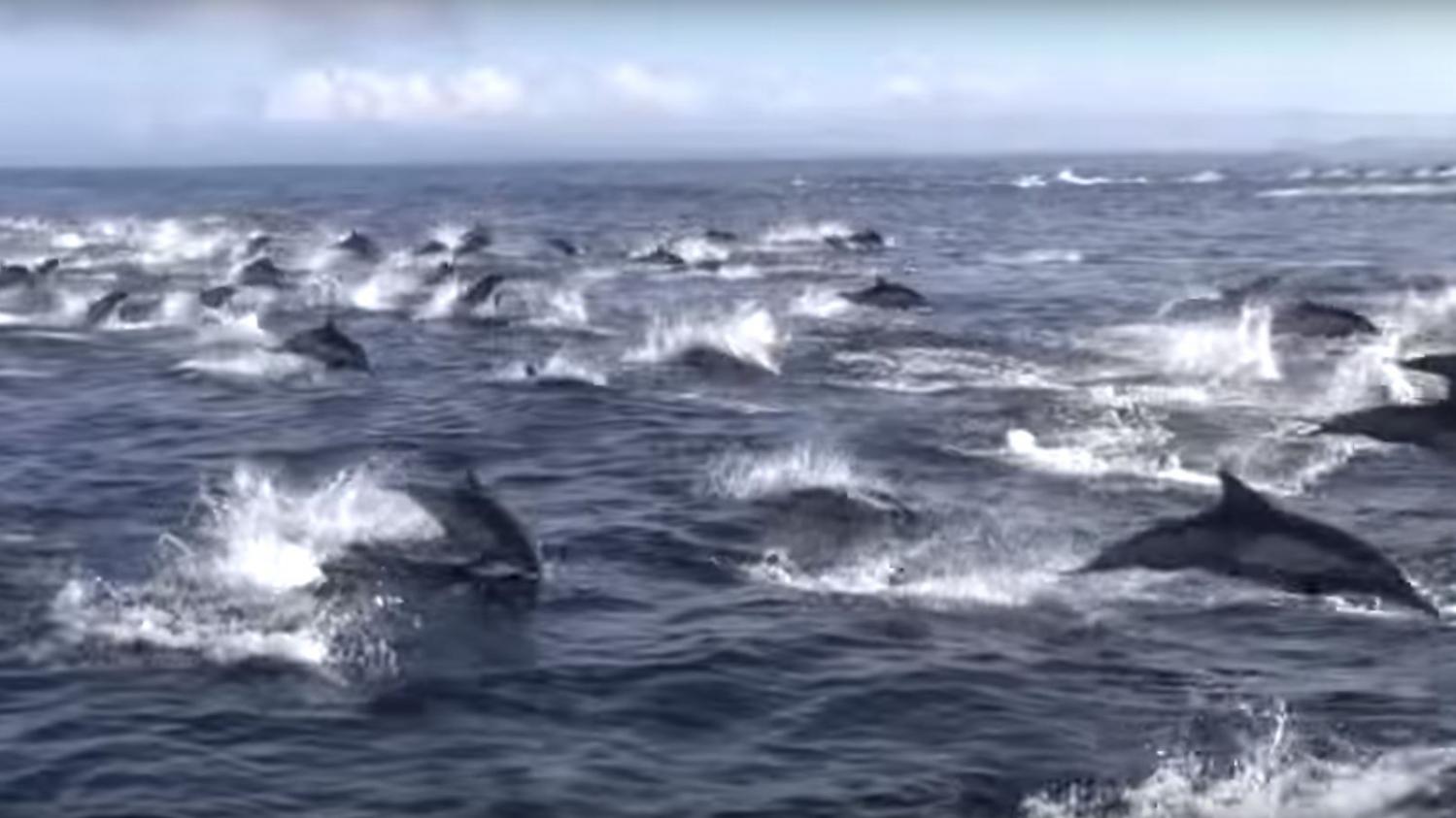 VIDEO. Des Orques Tendent Une Embuscade à Un Banc De Dauphins