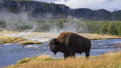 États-Unis : le parc national de Yellowstone a rouvert