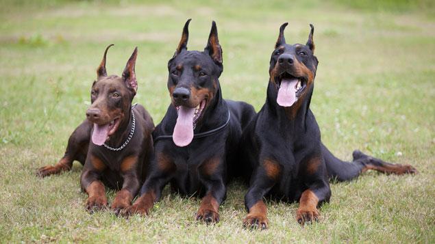 Pourquoi Coupe T On La Queue Et Les Oreilles De Certains Chiens