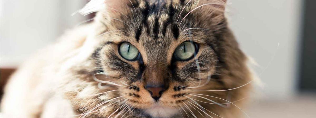 Pourquoi Est Il Plus Facile De Dresser Un Lion Quun Chat