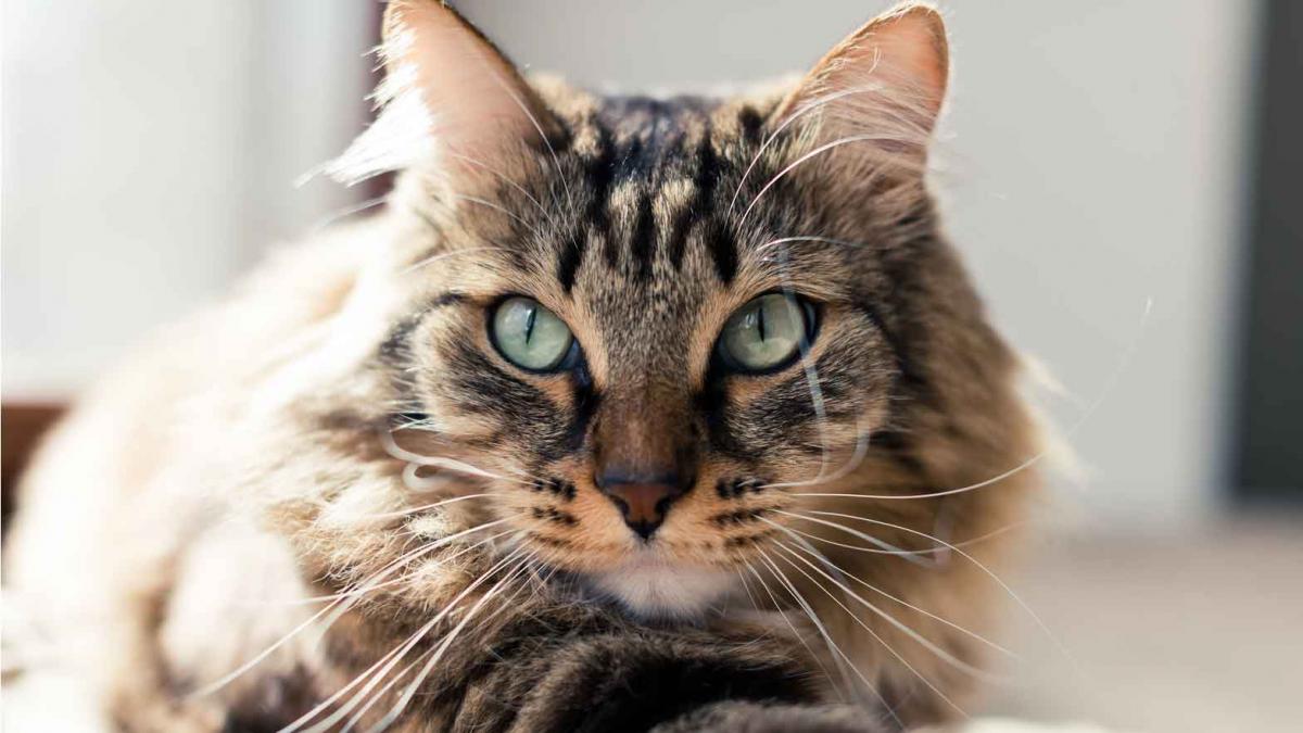 Pourquoi Est Il Plus Facile De Dresser Un Lion Qu Un Chat