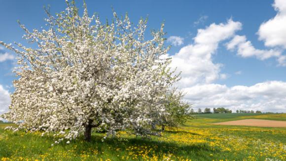 Quand Les Arbres Fruitiers Dessaisonnent