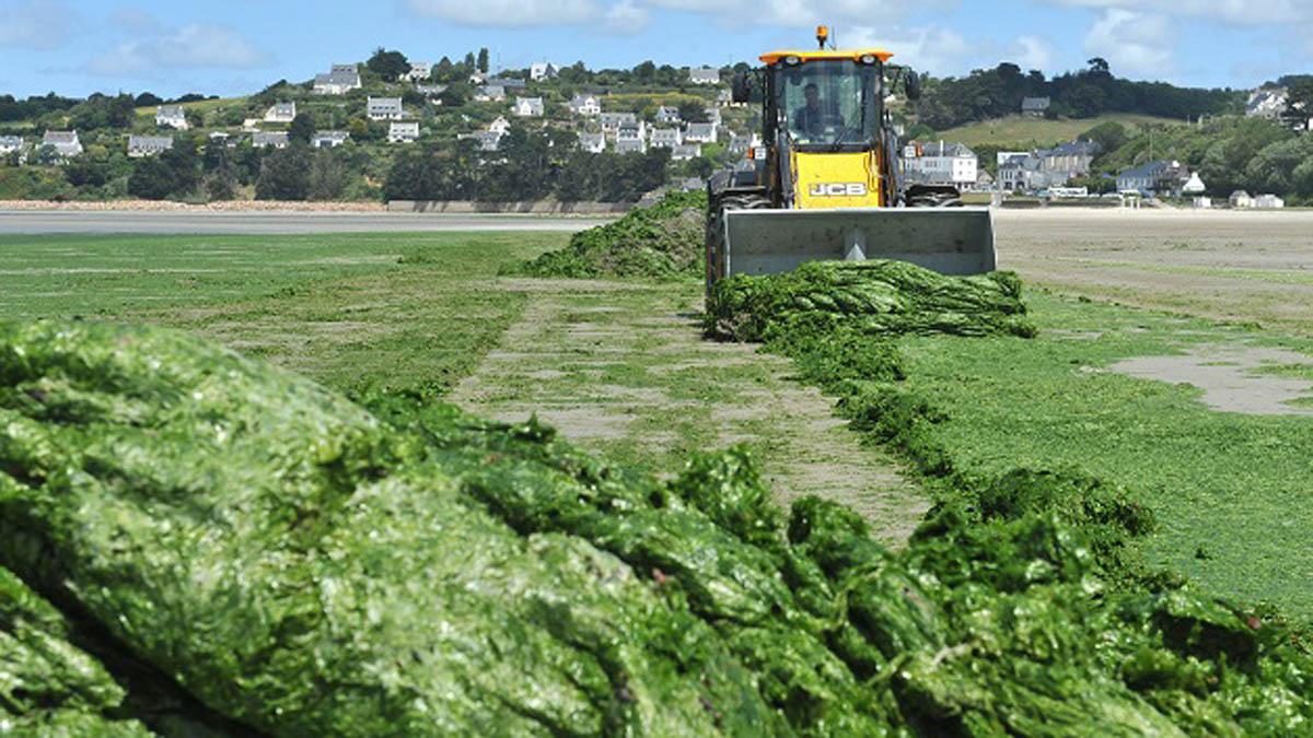 Algues Vertes En Bretagne : Des Vérités Qui Dérangent