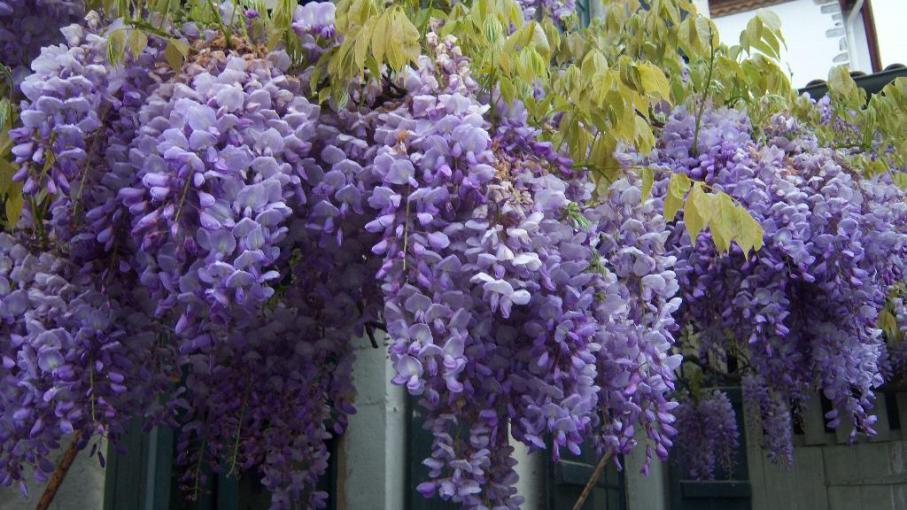 Glycine Qui Ne Fleurit Pas