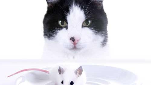 Pourquoi N Y A T Il Pas D Aliments Pour Chat A Saveur De Souris