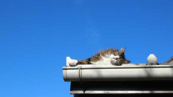 Pourquoi Un Chat Peut Il Sauter Quatre Fois Sa Hauteur