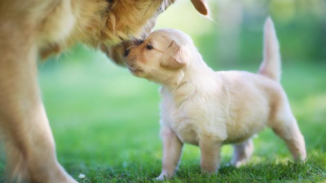 Pourquoi Les Chiens Remuent Ils La Queue