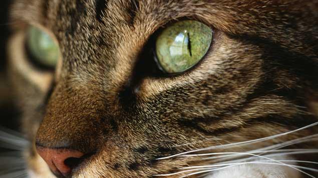 Pourquoi Les Yeux Du Chat Luisent Ils Dans Le Noir