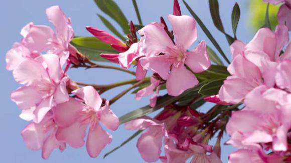 Le Laurier Rose Fragile Lhiver Mais Toxique Surtout Pour