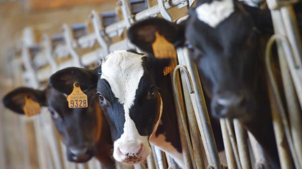 Derrière nos étiquettes : le véritable prix du lait