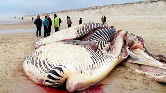 Une Baleine De 15 Mètres De Long Séchoue Sur Une Plage Des